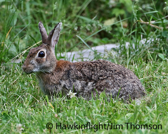 Eastern Cottontail Rabbit