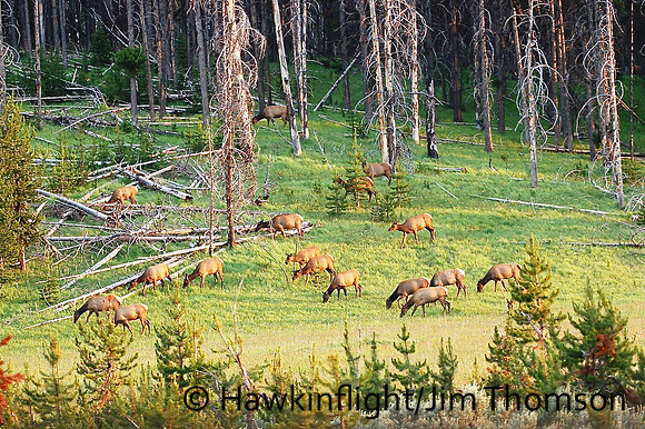 Elk