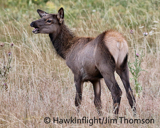 Elk