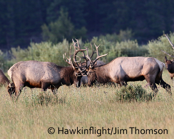 Elk