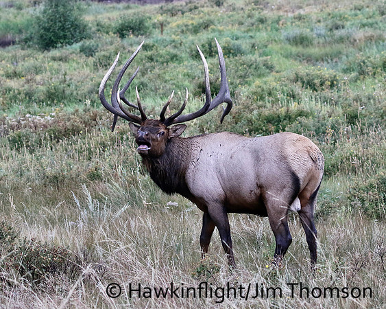 Elk