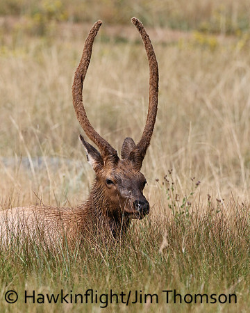 Elk