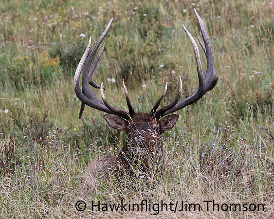 Elk