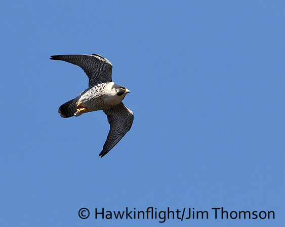 Peregrine Falcon
