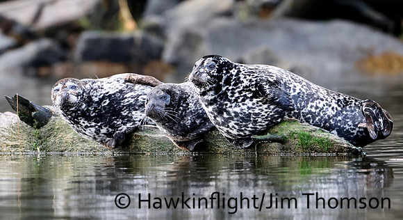 Harbor Seal