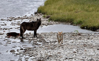 Grey Wolves