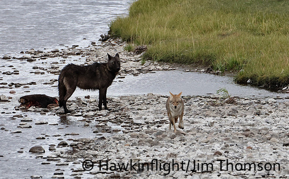 Grey Wolves