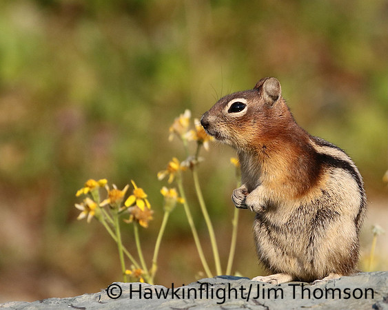 Golden Mantled Ground Squirrel