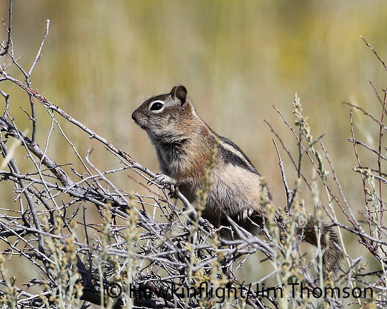 Golden Mantled Ground Squirrel