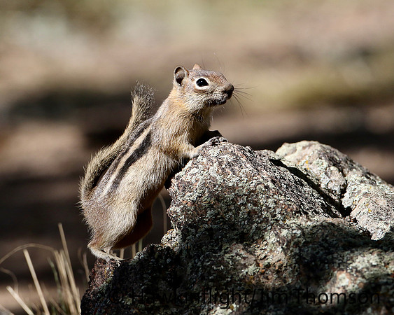 Golden Mantled Ground Squirrel