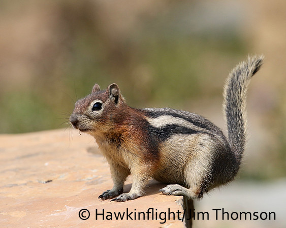 Golden Mantled Ground Squirrel
