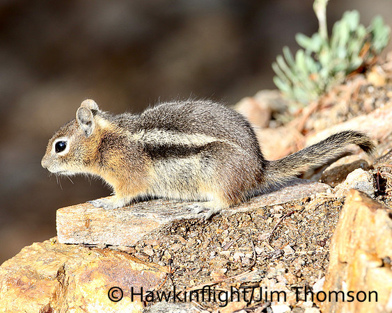 Golden Mantled Ground Squirrel