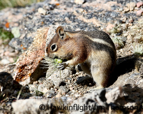 Golden Mantled Ground Squirrel