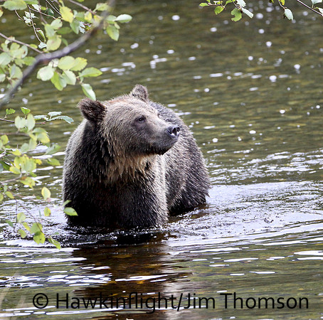 Grizzly Bear