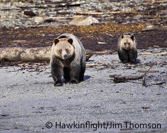 Grizzly Bear
