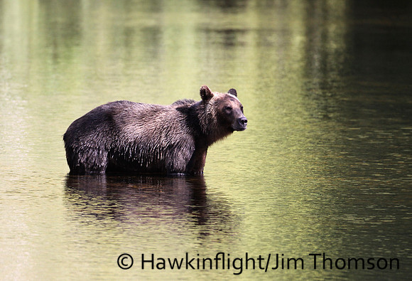 Grizzly Bear