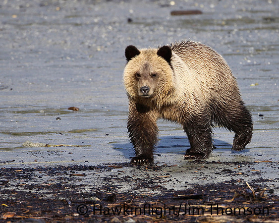Grizzly Bear