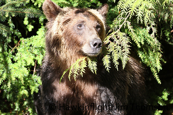 Grizzly Bear