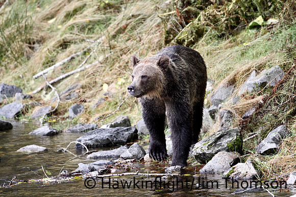 Grizzly Bear