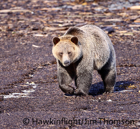 Grizzly Bear