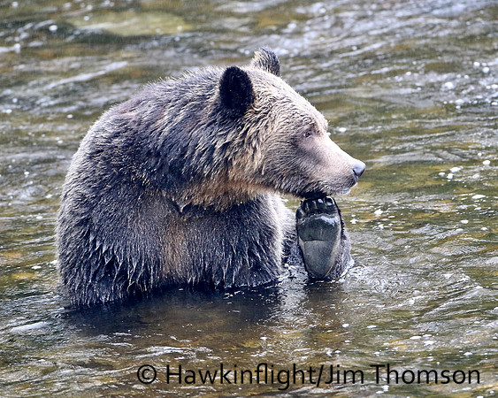 Grizzly Bear