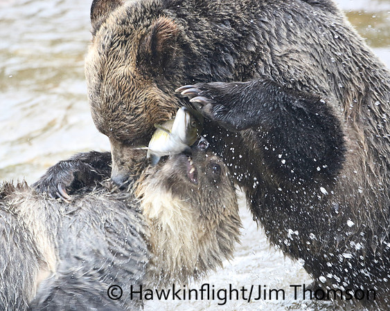 Grizzly Bear