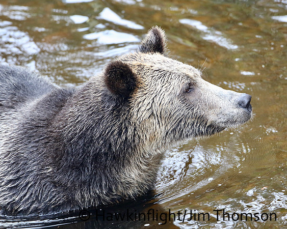 Grizzly Bear