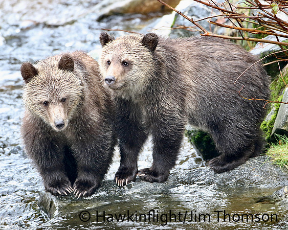 Grizzly Bear