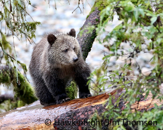 Grizzly Bear
