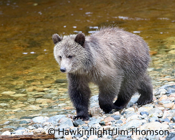 Grizzly Bear