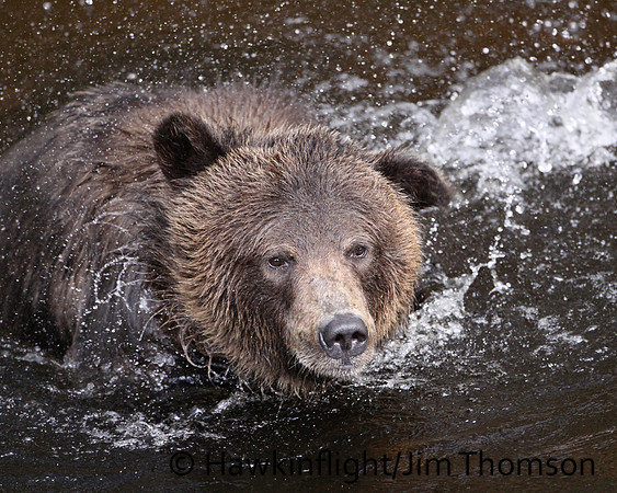 Grizzly Bear