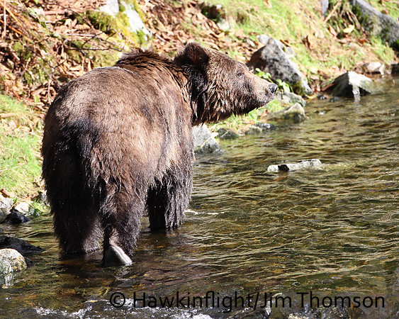 Grizzly Bear