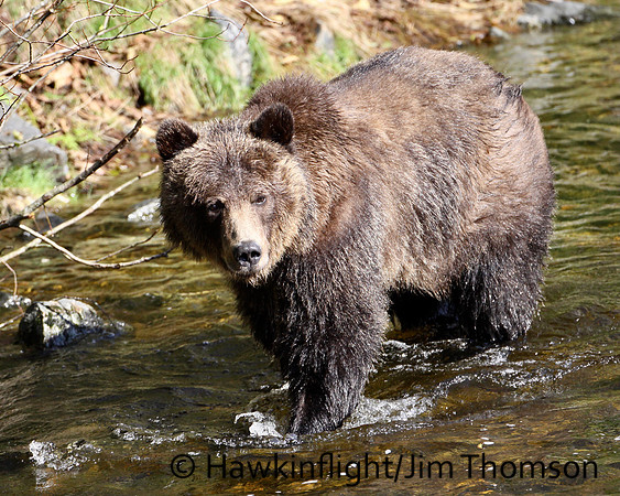 Grizzly Bear