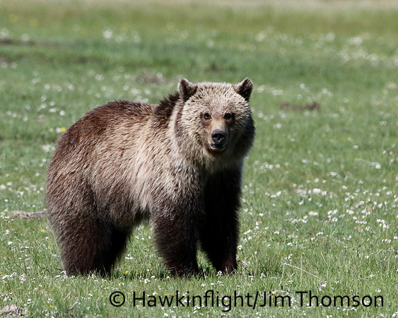 Grizzly Bear