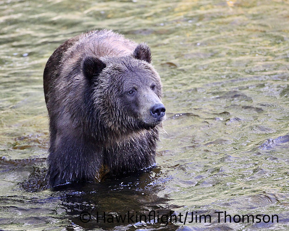 Grizzly Bear