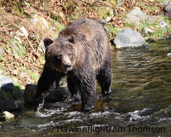 Grizzly Bear