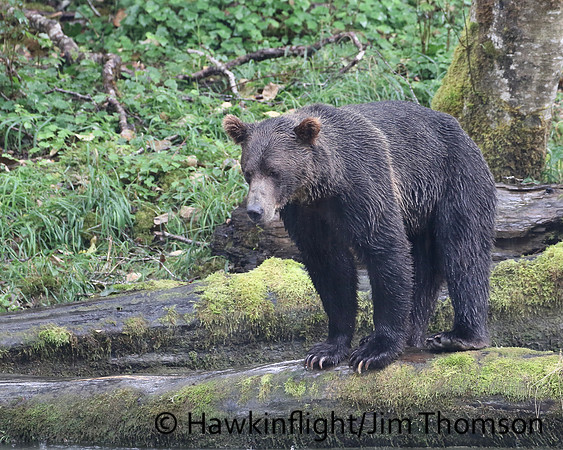 Grizzly Bear