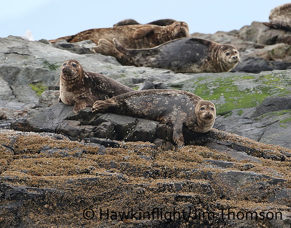 Harbor Seal
