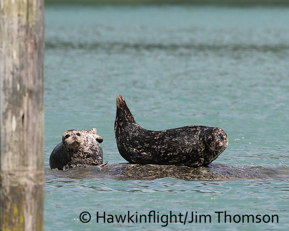 Harbor Seal