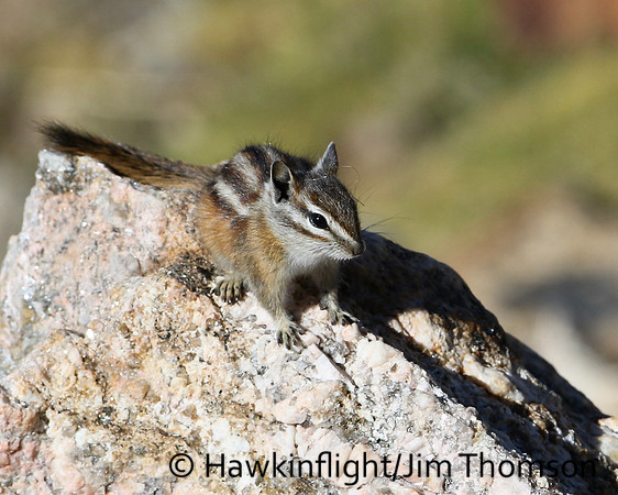 Least Chipmunk