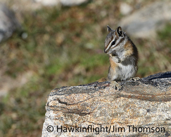 Least Chipmunk