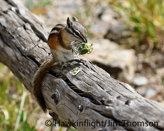 Least Chipmunk