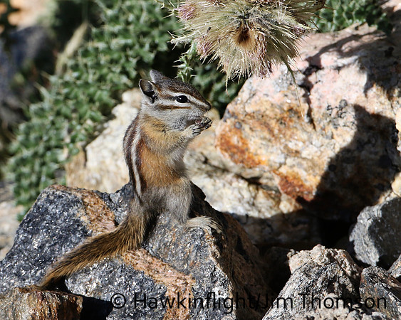 Least Chipmunk