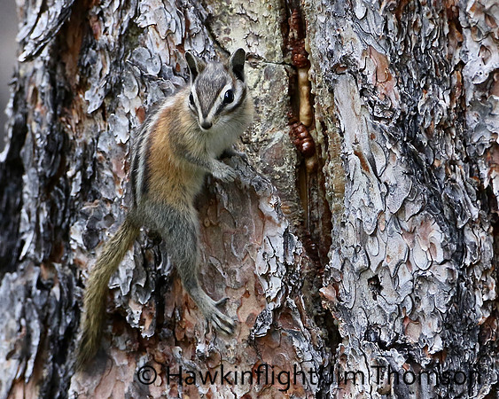 Least Chipmunk