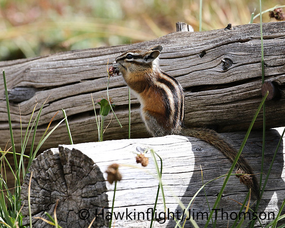 Least Chipmunk