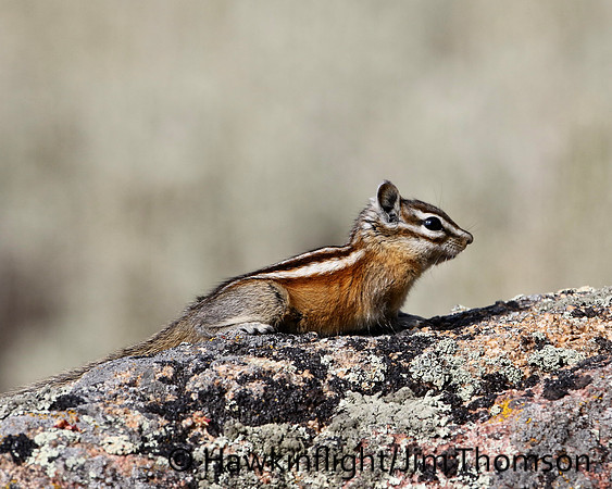 Least Chipmunk