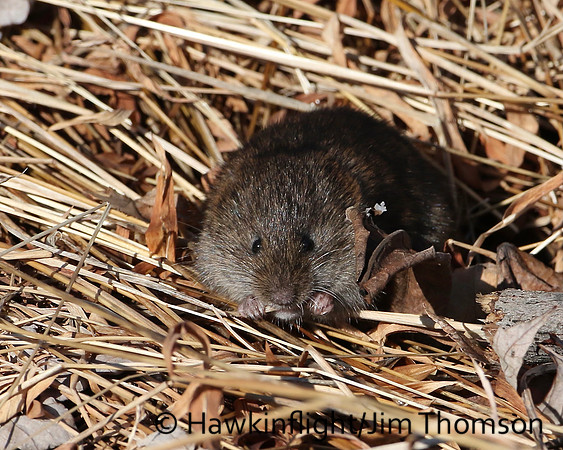 Meadow Vole