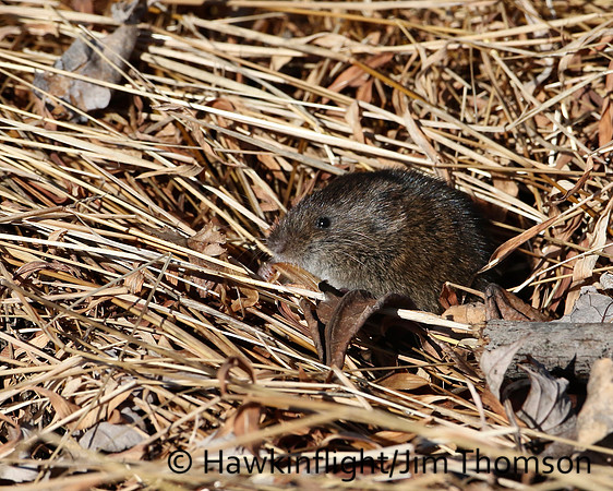 Meadow Vole