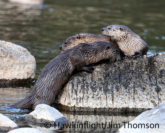River Otter