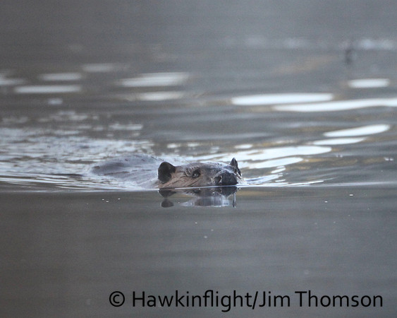 North American Beaver